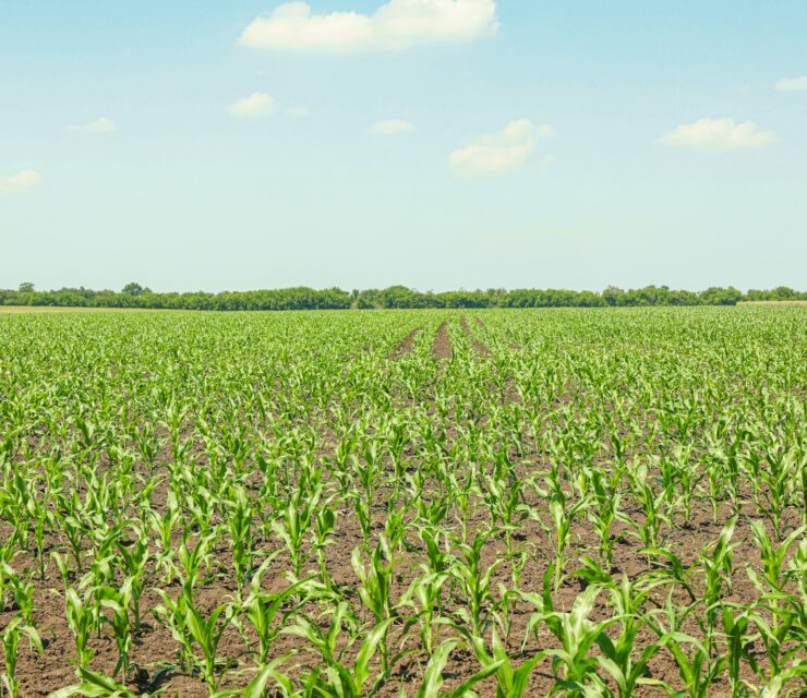 Pourquoi la formation HACCP est indispensable dans l’agroalimentaire ?