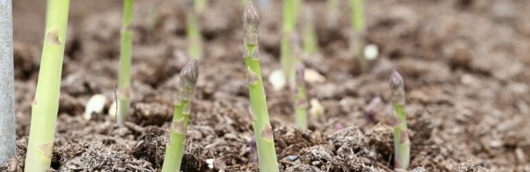 Ramasseur d&rsquo;asperge (H/F)